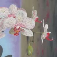 Artery orchid with symmetry obsession. Oil on panel. 19,5 x 27 cm. 2014