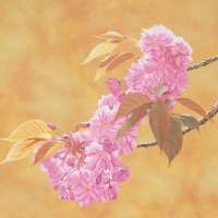 Spring blossom. Oil on panel. 45 x 40 cm. 2015